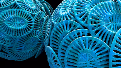 Coccolithophores 