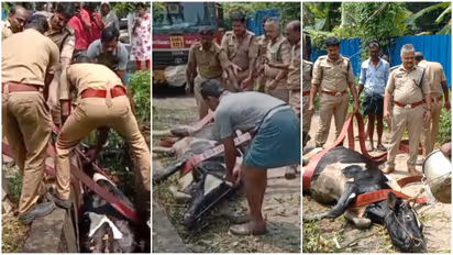 fire force rescues cow from drain