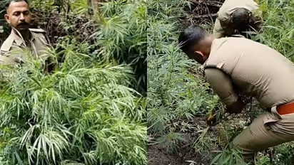 cannabis plantation