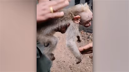 Monkey rescued in thiruvananthapuram