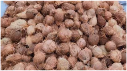 coconut theft in Kozhikode