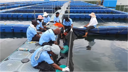 fish farming