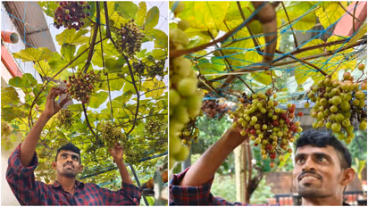 Cambodian Grape