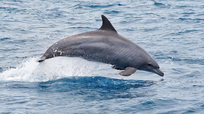 CMFRI marine mammal research