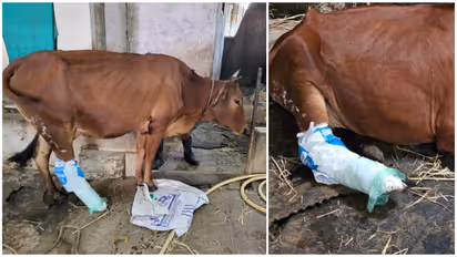 Sabarimala Cow