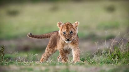Lion cub 
