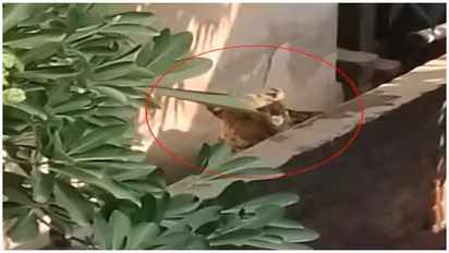 leopard minister house