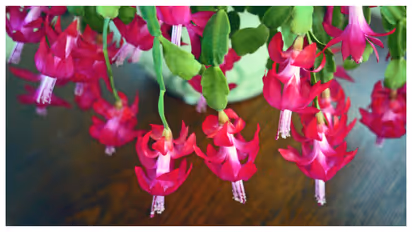 christmas-cactus