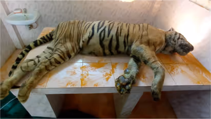 tiger death