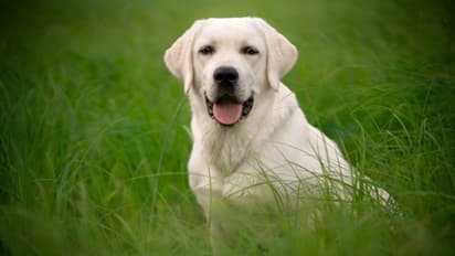 Labrador retriever 
