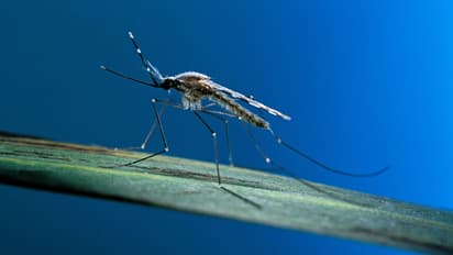 Malaria mosquito 
