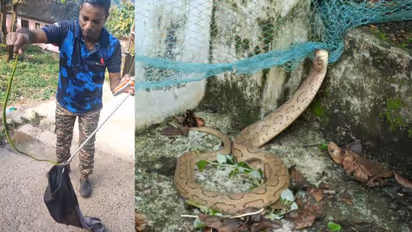 snakes caught from sabarimala