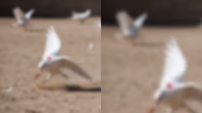 pigeon killed in malappuram