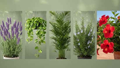 best 10 plants for balcony