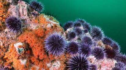 Sea Urchins