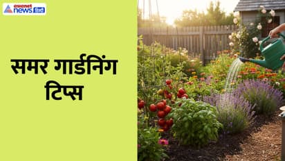 Water plants in summer