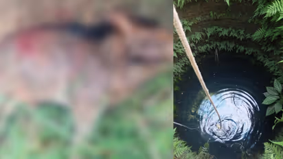 wild boar found dead