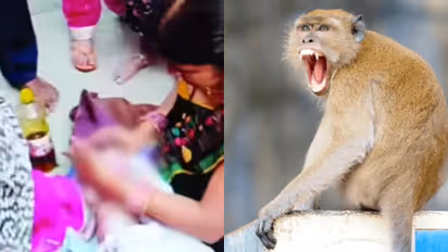 monkey snatches newborn