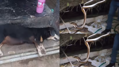 Snake bite-Dog death