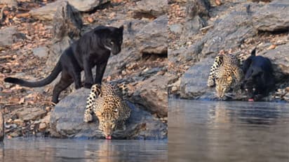 Karnataka Forest Black Panther