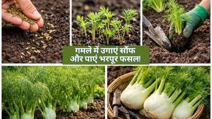 Kitchen Gardening Tips