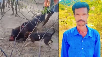 Bear Attack shepherd death