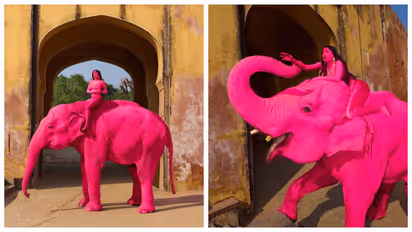 Julia Buruleva's Elephant photoshoot