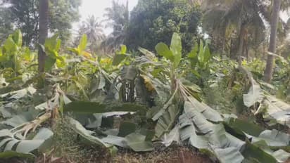 Chikkamagaluru Banana plants