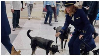 stray dogs in delhi airport