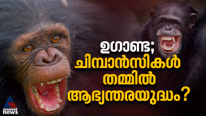 chimpanzees Civil war