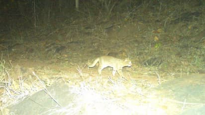 World's smallest cat