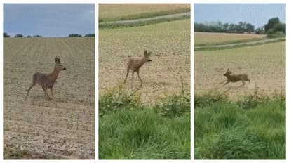 drunk deer