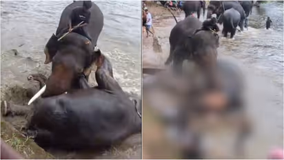elephant attack