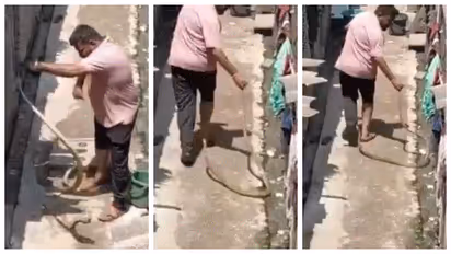 rat snake cacher