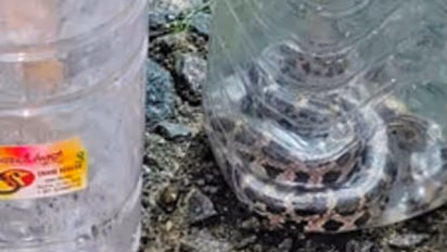 Snake