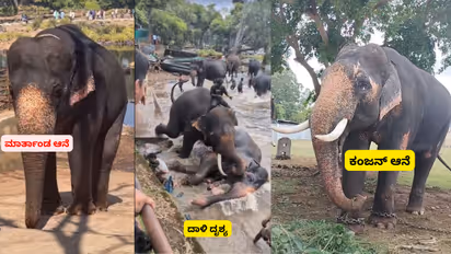 Kodagu Dubare elephant death