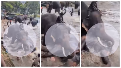 Dubare Elephant clash