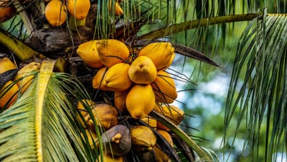 Coconut