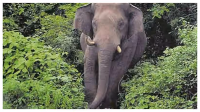 elephant attack
