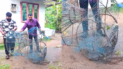 freshwater fish catching during breeding season