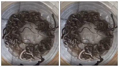 Checkered Keelbacks