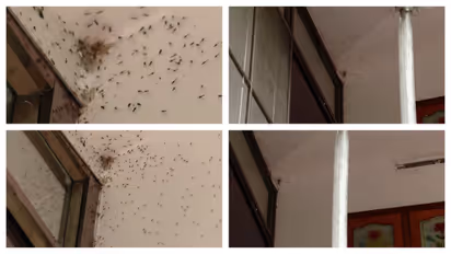 insect attack