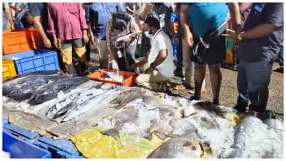 fish sale inspection