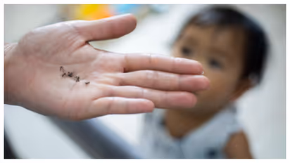 mosquito