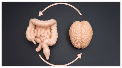 gut and brain health