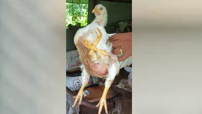 four-legged chicken