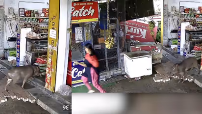 Wild boar attack