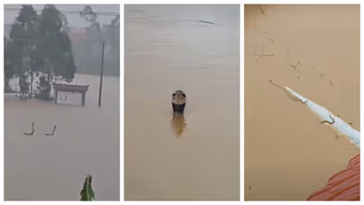 900 snakes escape flooded farm