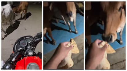 Woman orders chapatis for stray cows