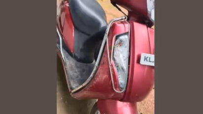 wild elephant attack
